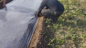 Посадка арбуза под пленку без капельного орошения