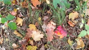 Почувствуйте, послушайте, полюбуйтесь на Осень...🍁🍁🍁