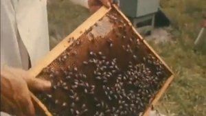 07 Варроатоз пчел [Varroatosis of bees]
