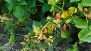 Ежевика Гай, начало плодоношения в 2020 году