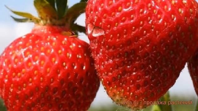 Земляника садовая Фея (fragaria Ananassa) 🌿 земляника Фея обз?