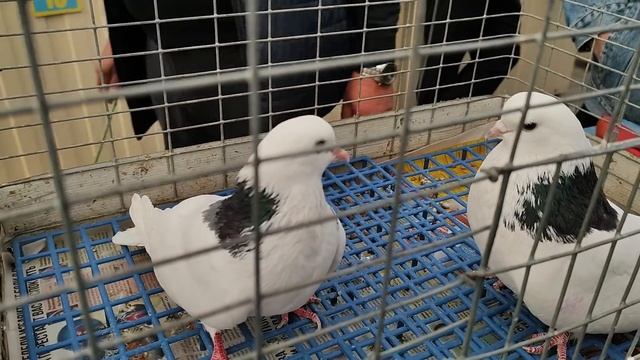 17.05.2025г Голубиный Рай Садовод ч.1 смотреть онлайн