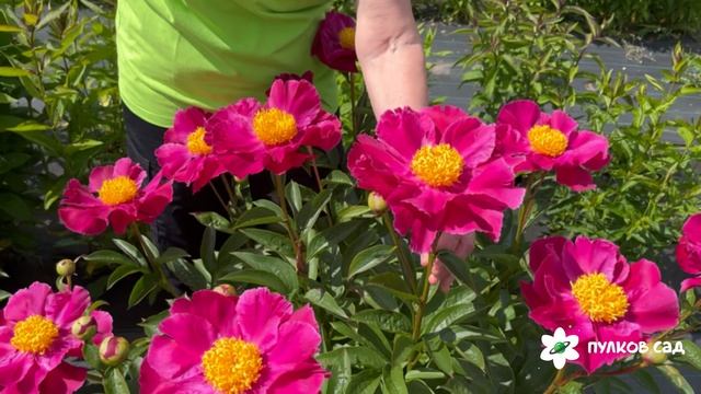 Clown peony. Клоун пион. Пулков сад (2025 г.) смотреть онлайн