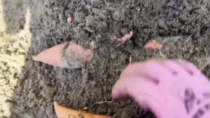 Выращивание батата. Часть 4. Сбор урожая 2024.