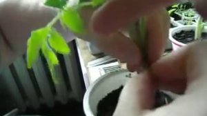 ТОМАТЫ. Повышаем урожай ! ( два корня один ствол )