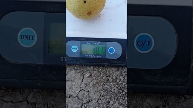 Груша “Аббат Фетель” смотреть онлайн