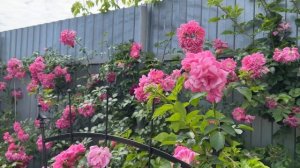 РОЗЫ - РАМБЛЕРЫ. Все сорта с описанием и краткой характ