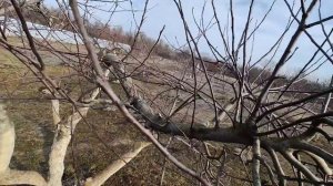 не укорачиваем волчки у яблони