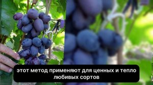 ВИНОГРАД ОСЕНЬЮ: КАК ПОДГОТОВИТЬ ЛОЗУ К ЗИМЕ, ЧТОБЫ НЕ