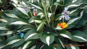 Хоста гибридная Риски Бизнес (hosta riski-biznes) 🌿 обзор: как