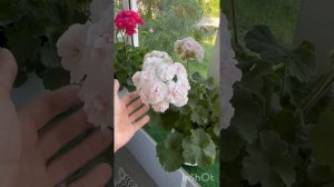 Обзор пеларгоний на балконе🏠🏠🏠 17июня 2025