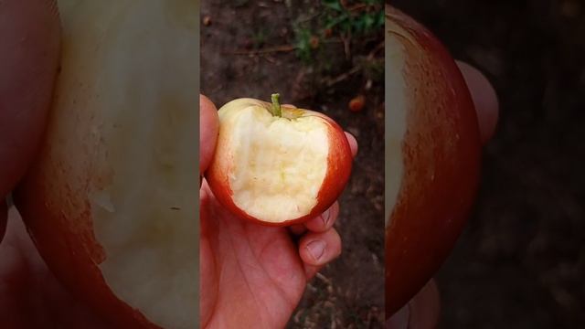 яблоня Гая (Gaia) смотреть онлайн