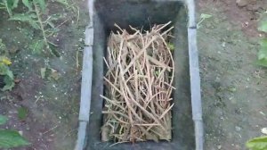 Девичий виноград. Польза? Вред?