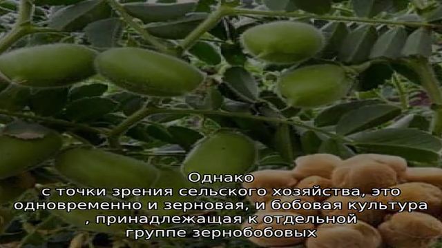 Описание и характеристики гороха нут смотреть онлайн