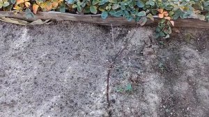 Жимолость зацвела в октябре.