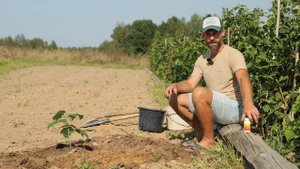 ВЫСАЖИВАЮ МАЛИНУ ТОЛЬКО ТАК. Правильно посаженая мали