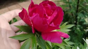 Пион ито-гибрид 'Юник' (Unic) в нашем саду 2025