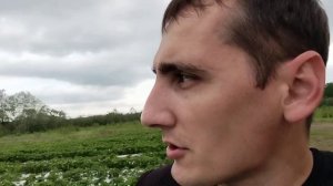 Рассадник для выращивания кассетной рассады клубники