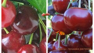 Вишня плодовая Надежда (дюк)-Ивановна (дюк) 🌿 обзор: ка