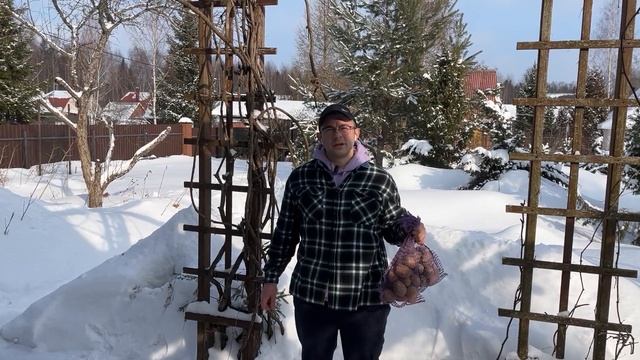 Купить семенной картофель по почте и в Москве смотреть онлайн