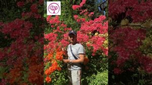 Рододендроны для Подмосковья