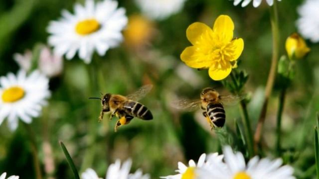 Возьми на радость из моих ладоней (песня на стихотворе смотреть онлайн