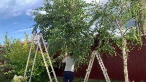 Обрезка березы пошла не по плану?