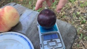 Слива Глобус! Продажа саженцев!