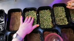 Выращиваем горох Мадрас на #микрозелень #ильинскиепро