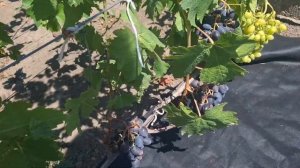 ВИНОГРАД БАНАНАС.