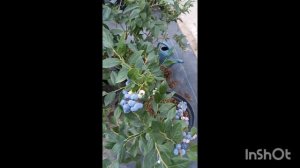 СИЕРРА раний сорт голубики.