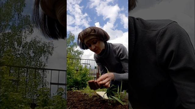 🏡 "Дачный сезон" Сеем морковь.🥕Делаем грядку. смотреть онлайн