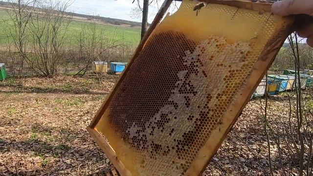 ✅ Главная Весенняя Ревизия Началась: Лесная Пасека на смотреть онлайн