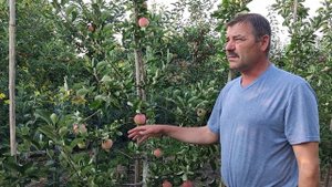 Мой опыт выращивания сорта яблони Пирос.