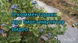 Сорт голубики Аврора. Плюсы и минусы в моих условиях.