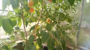 Хурма в кадке созрела