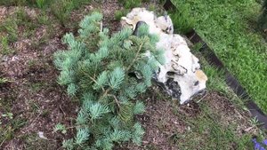 21.06.25 Хвойный Сад Надежды ч3