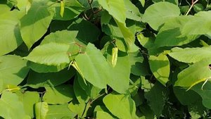 Рейнутрия или Горец🌱 Сахалинский. Гречишник.#video