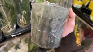 Небольшой Привоз ОРХИДЕЙ В Лемана Про ОБЗОР ОРХИДЕЙ В