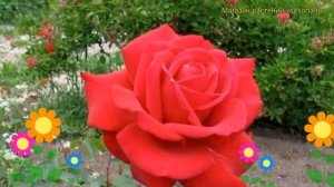 Роза чайно-гибридная Конрад Хенкель. Краткий обзор, оп