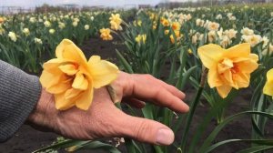 Нарцисс Innovator (Инноватор). Новинка!