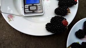 ежевика сорт прайм арк фридом ягода весом более 35 гр, б