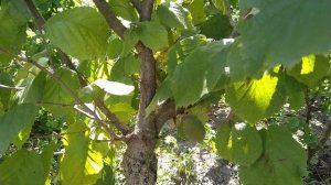 Фундук на медвежьем орехе, сад 3 года, Рубин- 15; 0 5 кг/д., 2