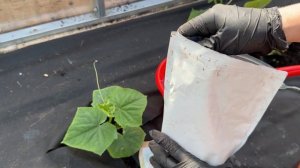 Не сажайте огурцы как все, секрет выращивания огурцов