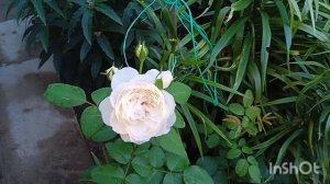 Розы цветут в жару и в дождь  Xavier de Fraissinette, Augusta Luise, Hommage