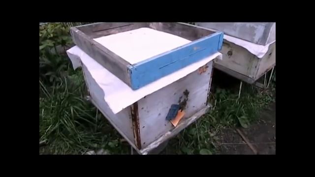 проблемы с пчелами в августе, провоцирование воровств смотреть онлайн