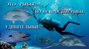 Это - рыбы… но не простые рыбы, удивительные!