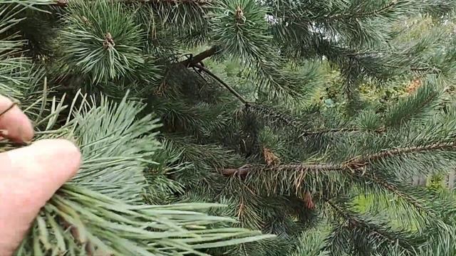 как сделать с большой сосны маленькую? не навредив ей! смотреть онлайн