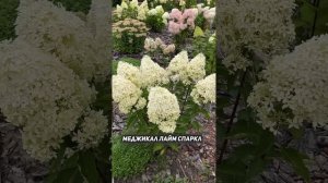 Большой обзор сортов метельчатых гортензий в моем сад