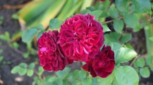 СЕНСАЦИИ СЕЗОНА СЧАСТЛИВОГО САДОВОДА. НОВИНКИ СОРТОВ